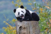 娱乐吃瓜酱大熊猫,揭秘大熊猫的趣味生活